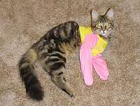 My De-Claw Suit